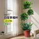 瑯闕幸福樹(shù)盆栽綠植室內辦公室放輕松大型落地植物 四層/原盆源頭直發(fā)