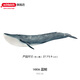 思樂(lè )（Schleich S）仿真海洋動(dòng)物模型大白鯊藍鯨虎鯨海豚海象兒童玩具男孩女孩禮物 藍鯨14806