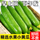 粵迎山東水果黃瓜精品嫩生吃脆新鮮荷蘭青瓜當(dāng)季無刺小黃瓜源頭直發(fā) 5斤 精選果【肉嫩鮮脆】凈4.5斤