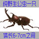 純野生獨角仙活體成蟲(chóng)巨型超大甲蟲(chóng)昆蟲(chóng)獨角仙幼蟲(chóng)活物鍬甲寵物 【成蟲(chóng)】6到7厘米公蟲(chóng)
