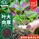 壽禾紅莧菜種子苗漢菜圓葉蔬菜籽秋季青菜籽 大圓葉紅莧菜種子40g*3包