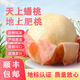 順豐包郵山東肥城水蜜桃脆甜大桃子佛桃軟脆兩吃雙口鮮甜爆汁新鮮 產(chǎn)地現(xiàn)摘水蜜桃4.5斤-禮盒裝 新鮮采摘特大果9個裝凈重4.5斤