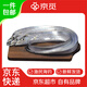 京覓東海海釣帶魚(yú)4-6兩/條3斤 帶魚(yú)京東自營(yíng)漁民海釣刀魚(yú)海鮮源頭直發(fā)
