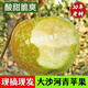 桃西村  江蘇當季現(xiàn)摘豐縣大沙河蘋果酸甜脆孕婦新鮮非金帥蘋果水果 5斤 80mm(含)-85mm(不含)