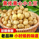 金百粟湖北恩施小土豆 農(nóng)家黃心洋芋新鮮馬鈴薯現(xiàn)挖蔬菜生鮮 凈重5斤中果【雞蛋大小】