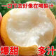【只賣正品】正宗山東現(xiàn)摘脆甜頭茬秋月梨 新鮮時(shí)令鮮果梨子整箱 4.5斤 凈重4斤 精選裝單果250g+