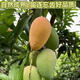 百色芒果 BAISEMANGO廣西芒果大臺農(nóng)小臺芒香甜多汁時(shí)令當(dāng)季生鮮水果禮盒基地順豐直發(fā) 大臺農(nóng)8斤禮盒T3級150-200g/20頭