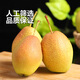 HUABEIQIANG陜西紅香酥梨脆甜可口現(xiàn)摘現(xiàn)發(fā)酥梨產(chǎn)地直發(fā)梨子汁水豐富 凈重4.5斤裝單果100g+ 中果