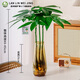 藍林微景網(wǎng)紅水培原生苗發(fā)財樹(shù)（40-45）辦公室植物室內好養綠植花卉 3支發(fā)財樹(shù)+花瓶