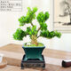嗨綠黃楊老樁盆景樹(shù)苗雀舌皺皮造型小葉盆栽綠植室內客廳好養樹(shù)樁植物 精品老樁黃楊+墨綠盆+底座
