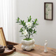 語森憶小葉梔子花盆栽開花植物室內(nèi)桌面茶幾好養(yǎng)花卉綠植辦公室凈化空氣 花塑制泡泡盆買1發(fā)2 帶盆栽好