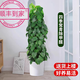 嘆為觀止 大型盆栽 單桿辮子發(fā)財樹天堂鳥綠蘿散尾葵辦公室內(nèi)開業(yè)喬遷禮品 小葉綠蘿1.5—1.7米【圓柱盆】 含盆
