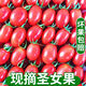 果淳樂(lè )千禧圣女果現摘現發(fā) 超甜西紅柿小柿子 春季小西紅柿 圣女果   3斤