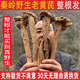 唯昱記 甘肅野生黃芪 500g【整根】黃氏正宗北芪條泡水煲湯泡酒中藥材 30年野芪250克【整根發(fā)貨】