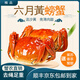 【活蟹】蘇州精品大閘蟹六月黃螃蟹河蟹禮盒去繩足重鮮活生鮮公蟹 精品蟹1.3-1.6兩 8只