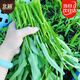 北蔬 空心菜種子苗柳葉青梗小竹葉蔬菜種籽 柳葉空心菜種子25g約500粒
