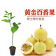 園緋欽密9號黃金百香果樹(shù)苗嫁接苗爬藤四季結果純甜大果百香果苗盆栽 30-40厘米 2棵嫁接黃金百香果