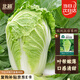 北蔬 白菜種子種苗北方山東早熟秋季蔬菜種籽 膠州大白菜種子約2000粒
