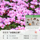海蒂的花園酢漿草種球多年生好養花卉植物陽(yáng)臺庭院球根多色綠植 酢漿草冰螢桃之輝(10球裝)