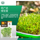 京農(nóng)研芽苗菜種子水培菜小麥草豌豆松柳油葵香椿苗綠豆芽西藍(lán)花苗花生芽 綠豆芽苗菜 50克