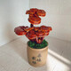 靈芝靈芝盆景辦公室養植物觀(guān)賞美觀(guān)靈芝擺件 兩層靈芝帶盆