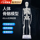 凌云鶴人體骨骼模型骨架模型醫(yī)用人體結(jié)構(gòu)模型醫(yī)學(xué)解剖教學(xué)骷髏可拆卸 45cm人體骨骼-無神經(jīng)款 【可拆卸設(shè)計(jì)，1:1復(fù)刻】