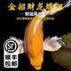 純種臺灣蝴蝶鯉魚(yú)好養耐活淡水冷水觀(guān)賞魚(yú)金魚(yú)錦鯉大尾大鰭活體 精品黃金蝴蝶鯉12-15公分1條