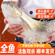 脆皖魚活魚脆肉鯇魚整條鮮活中山脆肉皖魚片魚腩脆魚皖魚冷凍生鮮 整條發(fā)不分切 A+吊水活魚12斤以上放血去內(nèi)臟