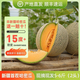 奇果出疆【順豐空運(yùn)】新疆直發(fā)哈密瓜西州蜜甜香網(wǎng)紋瓜水果新生鮮整箱批發(fā) 2頭（凈重5-6斤）【壞果包賠】