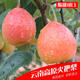 云南高原紅梨火把梨酸甜酥脆大果新鮮梨子酥梨水果9斤香梨包郵 5斤裝 小果【單果100-130g】