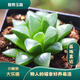 新款白蓮花玉露翠云錦十二卷多肉植物黃金玉露冰燈室內辦公室花卉 姬壽【4-6厘米】塑料盆栽好