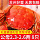 【活蟹】龍行大閘蟹現貨 鮮活螃蟹六月黃公母河蟹水產(chǎn)海鮮禮盒裝 六月黃2.3-2.6兩 8只