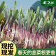 蟋蟀現(xiàn)挖韭菜根苗紫根紫紅根韭菜根兒籽苗農(nóng)家四季蔬菜苗小葉種孑春季 紫韭菜根約200棵
