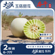 京鮮生 大漠蜜瓜系列 大漠玉菇甜瓜 2枚 凈重6-7斤 水果蜜瓜 源頭直發(fā)