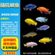 三湖慈鯛魚(yú)黑線(xiàn)王子活體中小型耐養易活熱帶觀(guān)賞魚(yú)淡水魚(yú) 2.5-3cm慈鯛隨機20條送2條備損