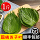辰實(shí)【發(fā)順豐】東北蘇子葉新鮮 食用包飯烤肉 紫蘇葉青菜紫蘇 500g（劃算）推薦