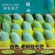 田果匠（順豐送貨上門）正宗廣西白色桂七芒果樹上熟香芒田東桂七青皮芒 5斤（禮盒） 精選小果（單果2-3兩）