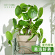 海蒂的花園旗艦店室內(nèi)盆栽植物龜背竹秋海棠辦公室客廳桌面觀葉綠植盆栽 【觀葉植物】鏡面草10cm盆（不含陶盆） 含盆