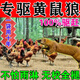 驅行者驅黃鼠狼專(zhuān)用藥驅趕神器養殖場(chǎng)防鼠狼強力氣味驅趕嚇黃鼠狼克星 一包裝【30小包專(zhuān)驅黃鼠狼】