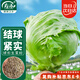 壽禾 圓生菜種子苗結(jié)球秋季盆栽蔬菜種籽 綠翡翠結(jié)球生菜種子10g*2袋
