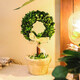 馨顏植室內(nèi)黃楊綠植盆栽辦公室盆景客廳臥室擺設(shè)桌面盆栽好養(yǎng)家居擺件 【新家送禮】蝴蝶結(jié)*陶土盆25*12CM 帶盆栽好