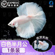 百綸木千順豐包郵 泰國斗魚觀賞魚小型魚室內小魚缸可養(yǎng)迷你熱帶魚活魚 【順豐發(fā)貨】大尾*白色半月公1條