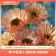虹越萌吖吖花卉種子 花園庭院陽(yáng)臺賞花切花種子 金盞菊 冰火