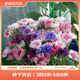 虹越萌吖吖花卉種子 花園庭院陽(yáng)臺賞花切花種子 矢車(chē)菊 高桿混色