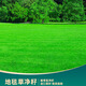 進(jìn)口高爾夫地毯草種籽四季常青低矮濃密免修剪高檔庭院草坪草籽子 地毯草凈籽1斤 【別墅球場(chǎng)】