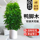 花財主大型植物 辮子發(fā)財樹綠蘿綠植 各種大盆栽吸甲醛盆栽開業(yè)喬遷慶典 鴨腳木1.2-1.4米 含盆