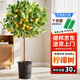 植男植女網(wǎng)紅客廳大型香水檸檬樹(shù)不帶花果真綠植四季室內盆栽源頭直發(fā)