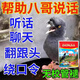 八哥幼崽飼料毛不拉稀小雛鳥鷯哥說話鳥糧八哥亮畫眉鸚鵡營養(yǎng)食物 3袋【買二送一】