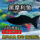 特價黑摩利魚清倉胎生魚特價便宜觀賞魚淡型黑瑪麗熱帶燕尾圓尾全 【都發(fā)燕尾】6條裝黑摩利3個月公母隨機