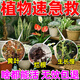 艾尚棵植物急救寶園藝肥料通用營養(yǎng)液花卉盆栽復(fù)活再生治黃葉爛根壯苗劑 六效合一急救棒【1盒裝】共30支